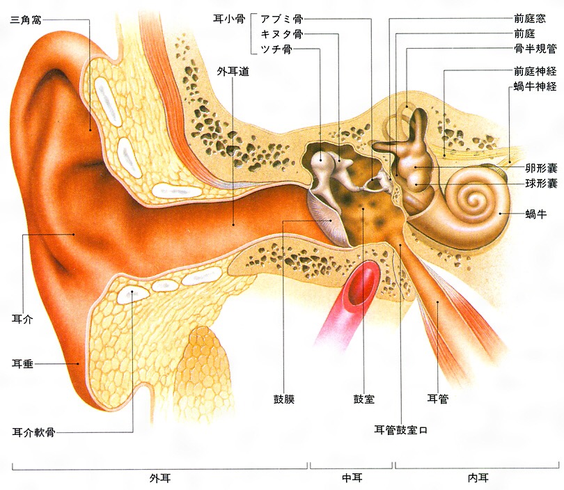聴覚器官1